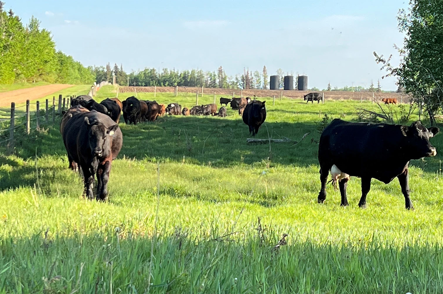 Cattle on Pasture