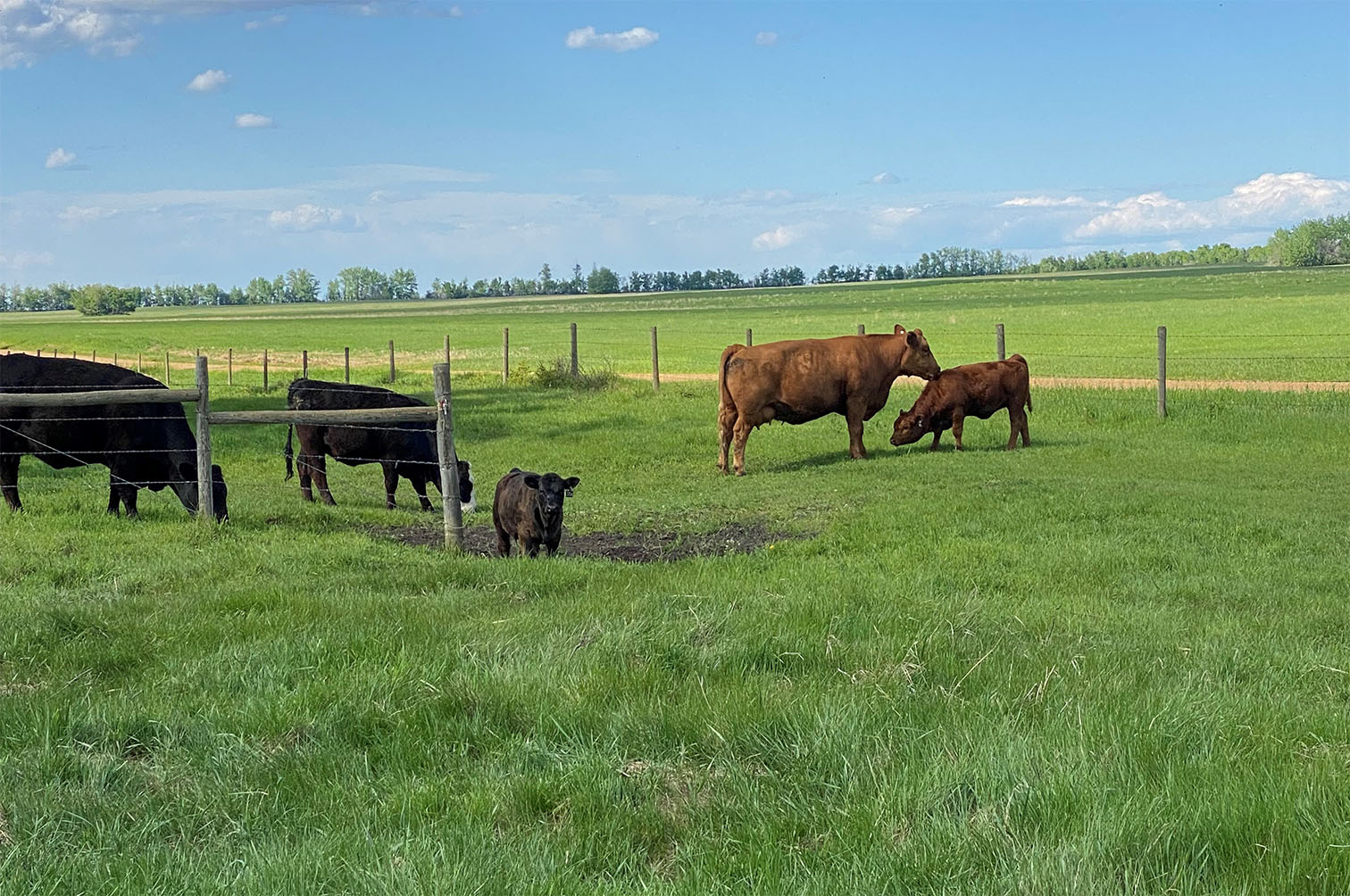 Cows at Home Pasture