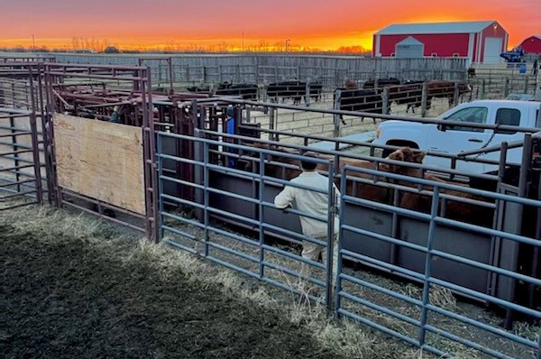 Farm sunset over correls