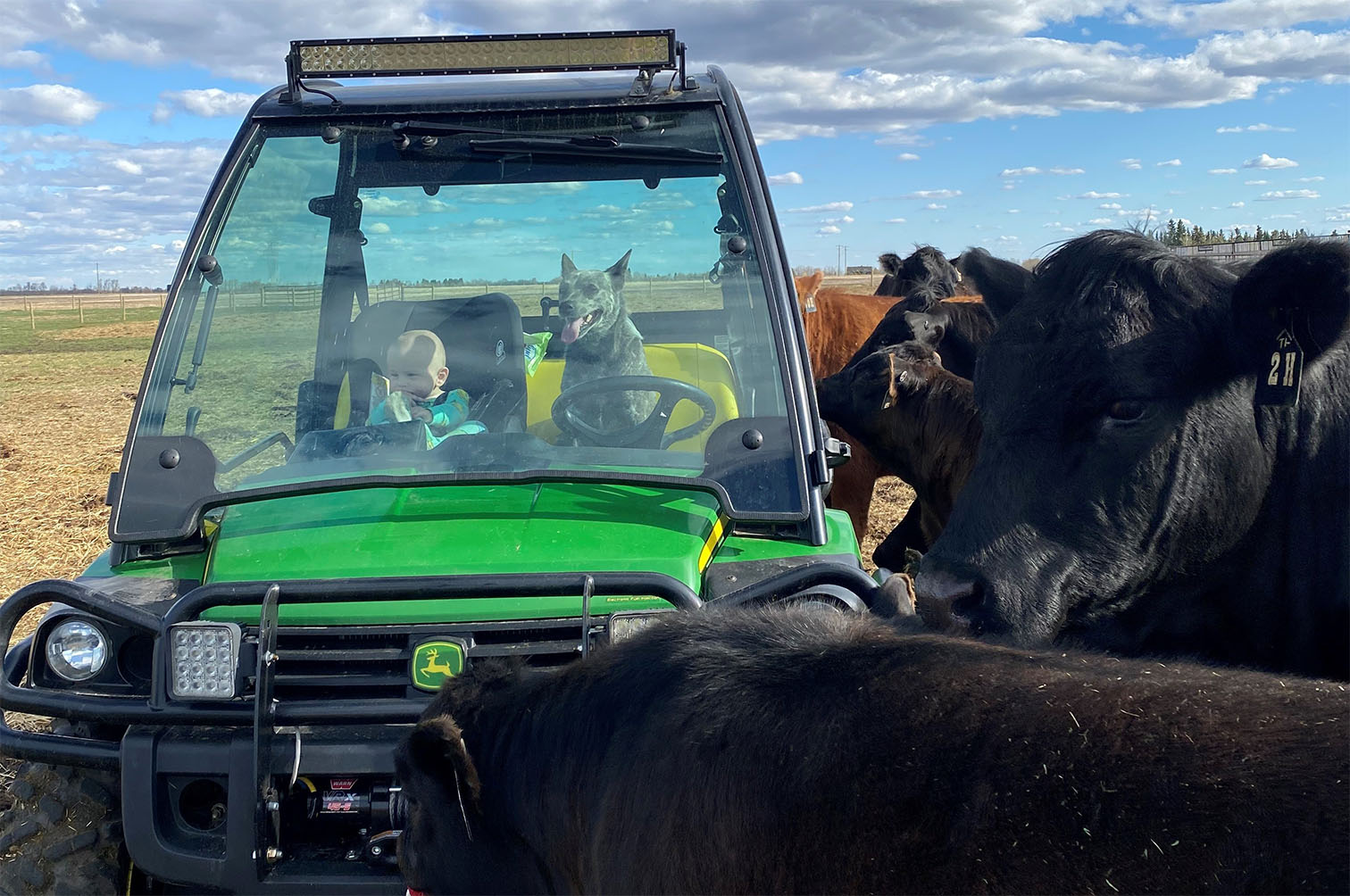 Checking cows on the quad with Tate