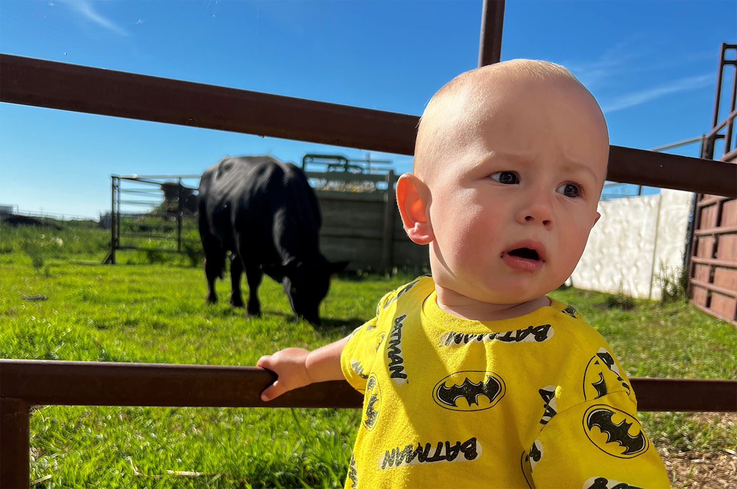 Tate looking at cows