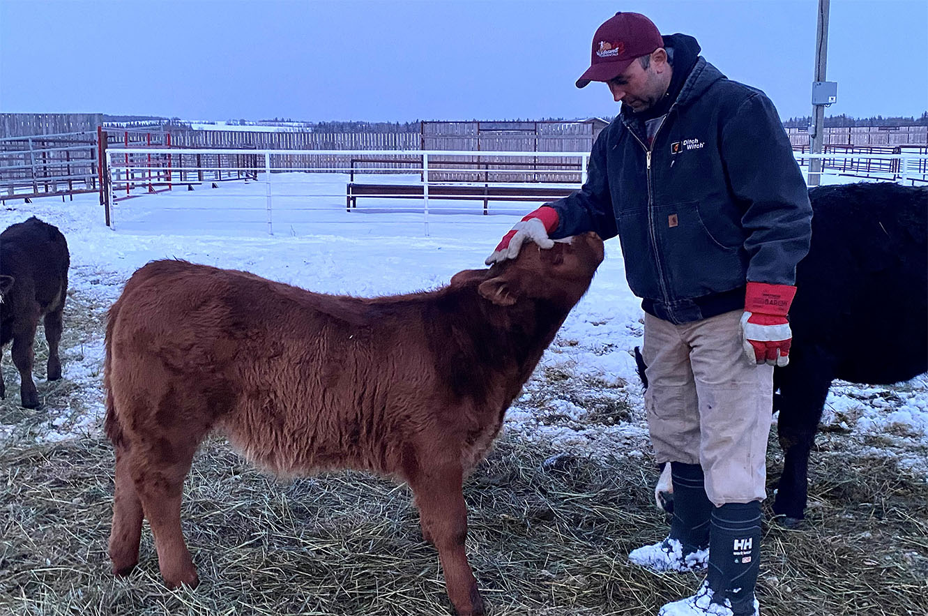 Thomas petting calf