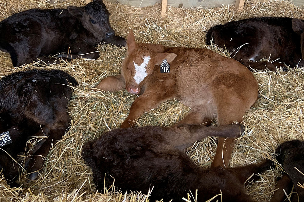 Baby Calves